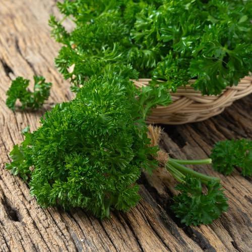semillas de perejil orgánico en resistentes de perejil perenne para camas elevadas, jardín de para balcón cobertura del suelo 300pcs