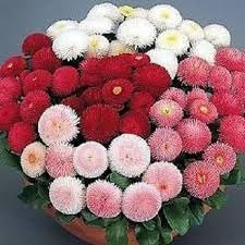English Daisy Bellis perennis Pomponette Mixed 450 Seeds