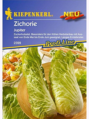 Kiepenkerl Zichoriensalat Jupiter