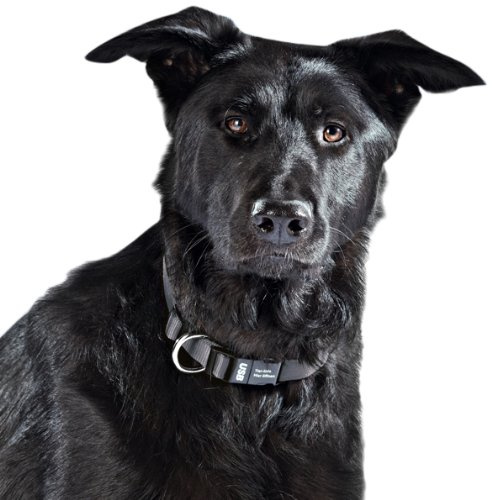 Dog-Ident USB-Hundehalsband, schwarz, Größe M