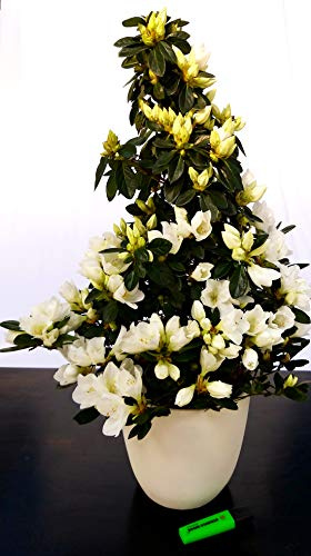 POWERS TO FLOWERS - AZALEA PIRAMIDE BIANCA IN VASO CERAMICA BIANCA, pianta vera