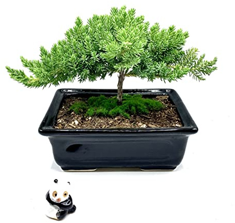 Live Dwarf Juniper Bonsai Tree | Indoor/Outdoor | 100% Handcrafted| Home and Office Décor | Best Gift for Holiday (s)