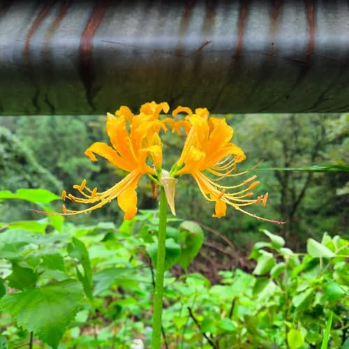 Bulbos de lirio araña, Lycoris radiata perennes resistentes exterior 12pcs