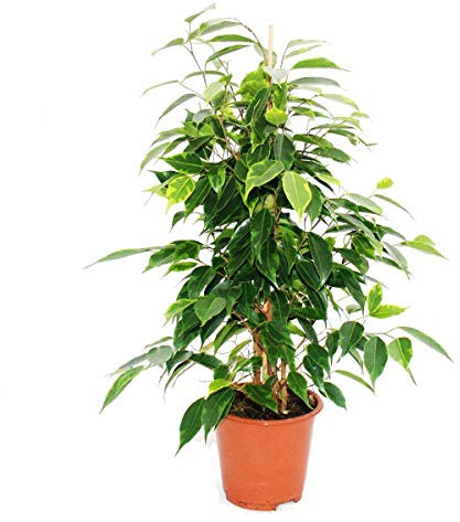 Exotenherz - Fico di betulla - Ficus Anastasia - foglie verde chiaro - 1 pianta - facile da pulire - purificante - vaso da 12 cm
