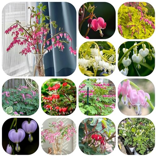 semi di cuore sanguinante - Dicentra spectabilis - perenni resistenti per il giardino ornamentali decorazione 150pcs