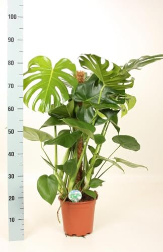 Vivaio Garden Forest, Monstera deliciosa - Pianta da interno tropicale rampicante sempreverde, Foglie grandi incise e forate, Ideale casa e ufficio, Luce indiretta, Ama umidità, Altezza fino a 2 m
