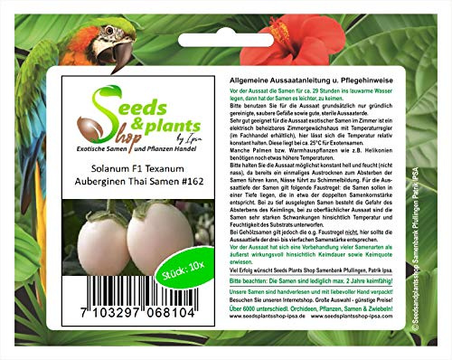 Stk - 10x Solanum F1 Texanum Auberginen Thai Gemüse Pflanzen - Samen A162 - Seeds & Plants Shop by Ipsa