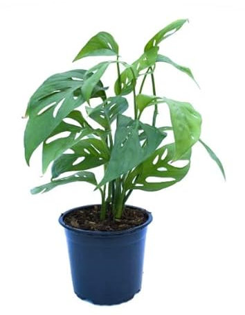 DECOALIVE Monstera Obliqua Planta de Interior Natural