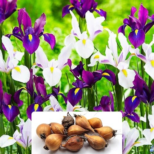 10 Pack Blue Blend Iris Bulbs - Stunning Blue & White Blooms - Spring Flowering Perennials and Cut Flowers – Cultivated for UK Climate Conditions