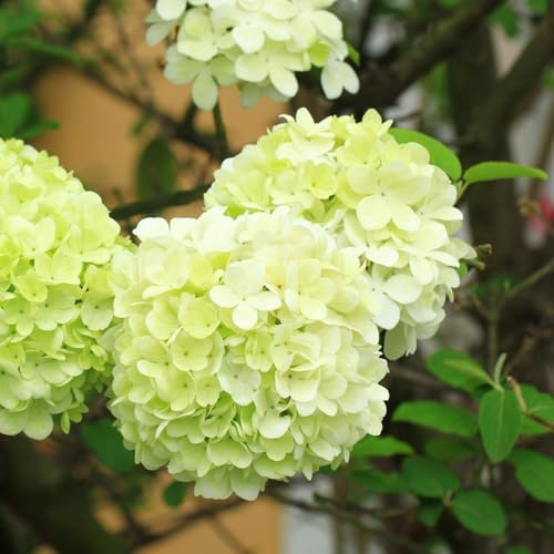 hortensias semillas de perennes reales invernaderos de balcón jardín interior interior exóticas decoraciones jardín para exteriores semillas 550pcs