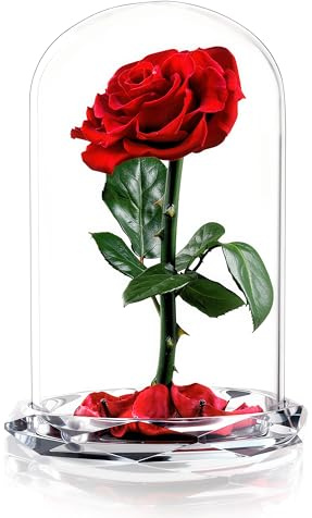 INTIGNIS Echte Konservierte Rose im Glas, 25 cm Große Ewige Rose, Geschenk für Jahrestag & Geburtstag, Hält bis zu 5 Jahre, 8 cm Blüte, Glasglocke mit Dekorativer Basis, Rot