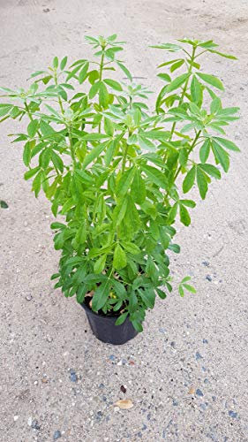 Choisya ternata/Oranger du Mexique/Conteneur de 3 à 4 litres