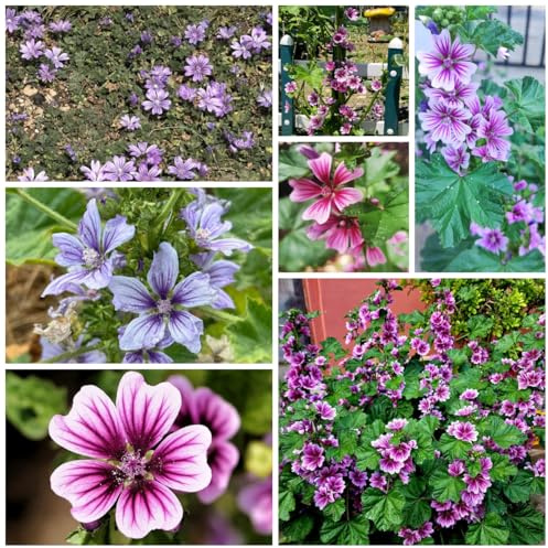 semi di malva selvatica, decorativi, decorazioni di malva di antiche varietà, resistenti to perenne per luoghi 200pcs
