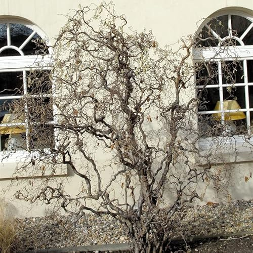Korkenzieher Hasel 40-60cm - Corylus avellana - lebende Gartenpflanze aus den Baumschulen