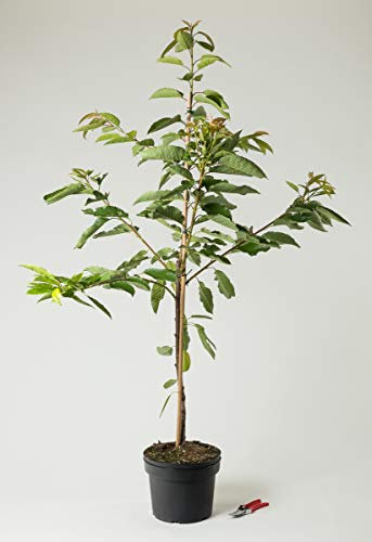 Süßkirsche Sunburst - Prunus avium Sunburst 120-160 cm hoch - Garten von Ehren