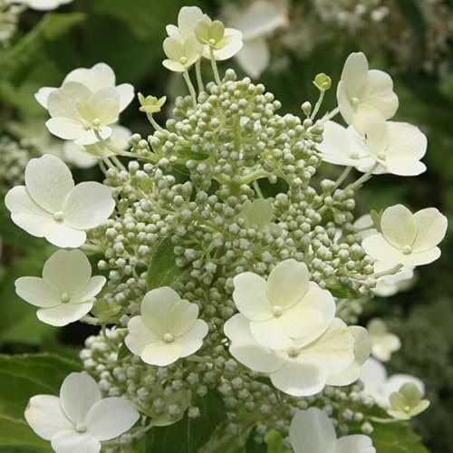Ortensia pannocchia 'Tardiva' 40-50 cm - Hydrangea paniculata 'Tardiva' -