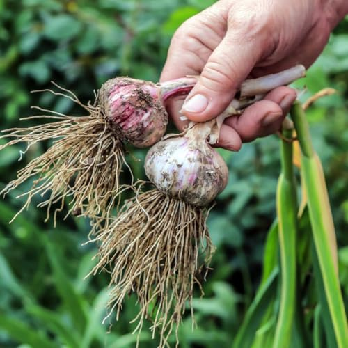 Knoblauch Bio, gemüsesamen alte gemüsesorten alte sorten seltene elefantenknoblauch, winterknoblauch 250Samen