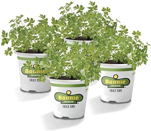 Pack de 4 Plantas de Perejil en Maceta de 10cm Naturales Perejiles Plantas para Cocinar