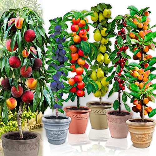Arbres fruitiers Colonnaires - Lot de 18 arbres (3 cerisiers, 3 pommiers, 3 poiriers, 3 abricotiers, 3 pêcher, 3 prunier) - 80/100 cm de hauteur - Idéal pour Balcon, terrasse, Petit Jardin