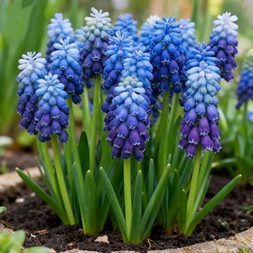 Jacinto de Uva-rizomas de Jacinto de Uva perennes resistentes-rizomas de jardín perennes- Jacinto raras para plantar en el jardín-h-10 Rizomas