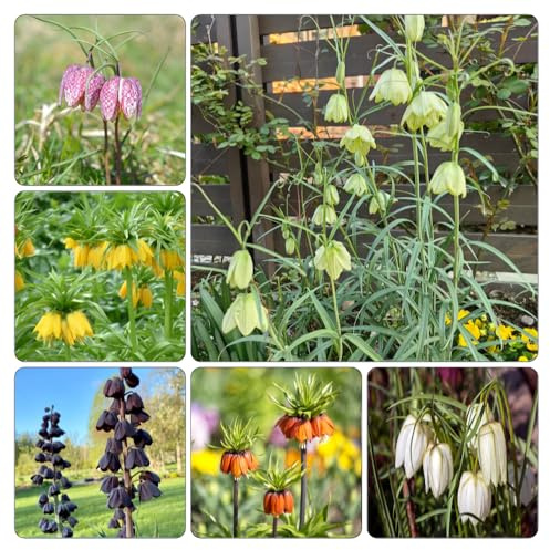 Fritillaria imperiale - a precoce selvatici balcone in vaso, autunnali, resistenti, balcone, 10bulbi