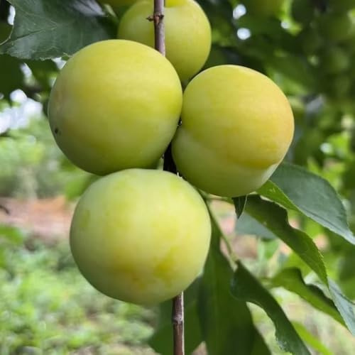 semi di susino - esotici resistente decorazione balcone 20pcs