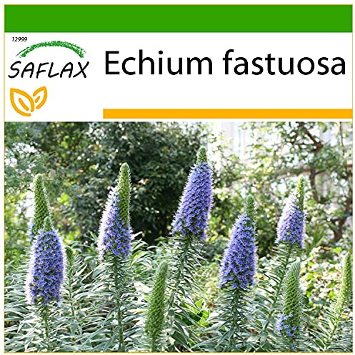 SAFLAX - Tajinaste azul - 100 semillas - Con sustrato estéril para cultivo - Echium fastuosa