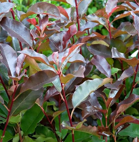 Glanzmispel Little Perfecta 30-40cm - Photinia fraseri