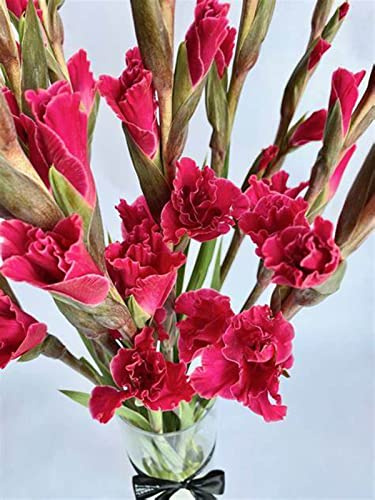 Perenne resistente/Regalo/Crescita, giardini e balconi, Raro Rizoma Di Gladioli, Resistente All'Inverno, 3bulbs-D
