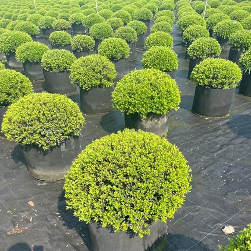 semi di agrifoglio, raro esotico vecchie varietà di appartamento balcone verdi ornamentali resistenti per giardini rocciosi arbusti, resistenti 200pcs