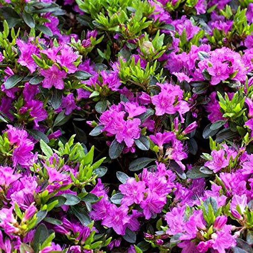 Rhododendron obtusum 'Königstein' 20–25 cm – Winterhart, Immergrün, Mehrjährig – Japanische Azalee – Zierstrauch für Garten & Kübel