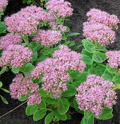 Prächtige Fetthenne Carmen - Sedum spectabile - lebende Gartenpflanze aus den Baumschulen
