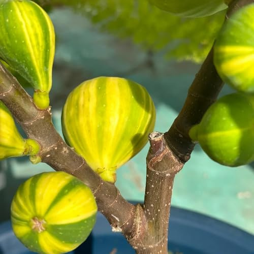 feigenbaum, feige deko wohnzimmer feigen obstbaum, zimmerbonsai baumsamen für sonnige plätze zimmerpflanzen gartenpflanzen 500samen