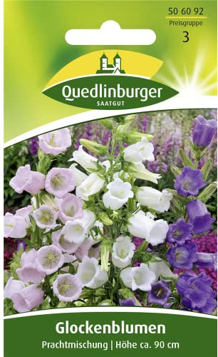 Glockenblume, Prachtmischung