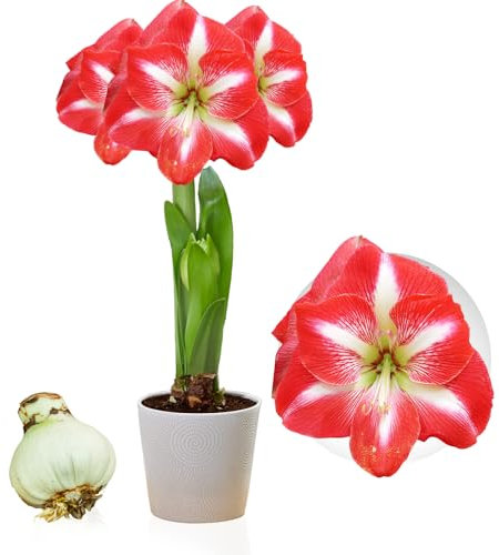Bulbi di Amaryllis Striped Passion - 1 bulbi fiori in grande formato 26/30 - Piante e fiori esclusivi dall'Olanda - Autentici Hippeastrum (senza semi, senza cera e non artificiali)