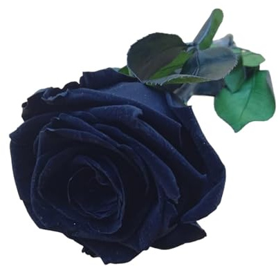 Genérico Rosa Eterna Negra Natural Preservada, Flor Preservada con Tallo de 25 cm, Regalo Original, Hecho en España