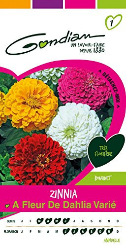 Gondian 166845 Semences-Zinnia à Fleur de Dahlia Varie-CP 1, Multicolore, 1x8.1x16 cm