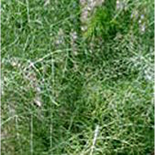 Sweet Fennel Seeds (((50 Seed Packet))) (More Heirloom, Non GMO, Vegetable, Fruit, Herb, Flower Garden Seeds at Seed King Express)