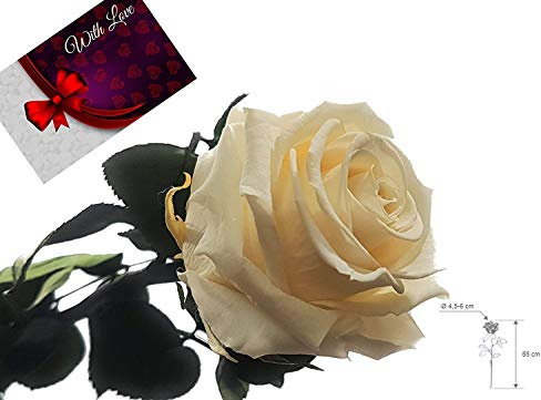 Rosen-Te-Amo – Konservierte echte weiße Rose - Unvergängliche Blume mit herunterladbarer Grußkarte; Infinity Rosen - Deko und Geschenk