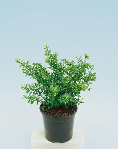 Ilex crenata 'Ellipta Convex' 50-60 cm - Japanische Stechpalme, immergrün, ideal für Hecken und Kübel, schnittverträglich, winterhart