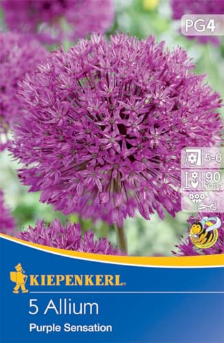 Kiepenkerl Zierlauch Purple Sensation - Allium Blumenzwiebeln, Bienenfreundliche Rosaviolette Blütenbälle, Ideal für Beet & Vase