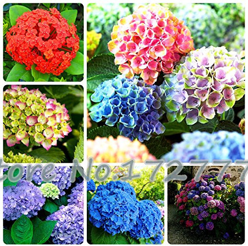 Hortensia Mélange de graines d'hortensia Fleur Jardin Plante Bonsaï Viburnum macrocephalum Fort Paquet de 100 graines
