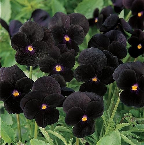 Buy4seeds 40 Seeds Black Viola Pansy - Seeds - Swiss Giant F1 Seeds - Viola wittrockiana Easy to Growing (40 Seeds)