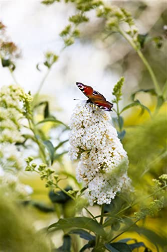 Buddleja davidii 'Peace' 60–100 cm – Winterhart, Mehrjährig, Pflegeleicht – Schmetterlingsflieder – Blütenstrauch für Beet & Kübel