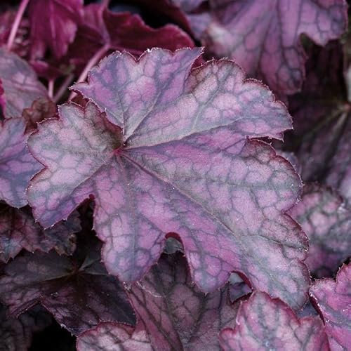 Perfect Plants Heuchera BlackBerry Jam Plant in 17cm Pot – Fabulous Foliage in Deep Purple and Black Shades, Hardy Perennial for Garden Borders