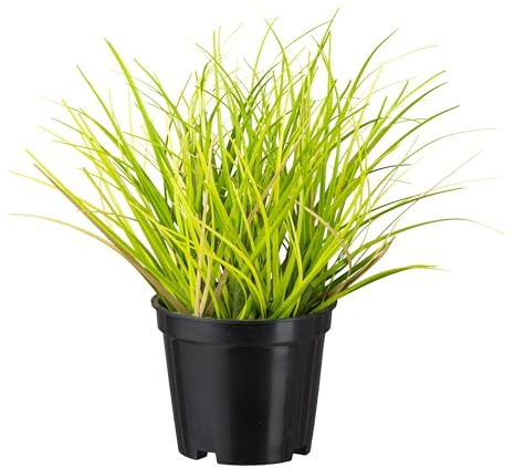 CREATIV green künstliches Gras 20 cm im Topf 2er Set I naturgetreues künstliches Dekogras für innen I 2X Ziergras für Innen I hochwertige & dekorative Dekopflanze I Kunstpflanze im Topf