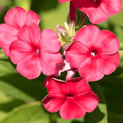 Phlox Famoso Cerise Piante da Giardino Pronte per Esterni Pianta Perenne Resistente in Vaso