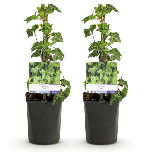 Hiedra Trepadora Hedera Helix Glacier, Interior y Exterior, Pack de 2