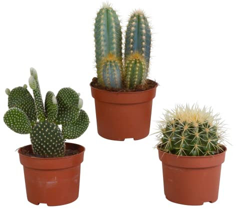 Cactus | Cacti Mix | 3 pezzi | diverse varietà | Ø 10,5 cm | ↕ 17-23 cm | Piante da appartamento di facile manutenzione