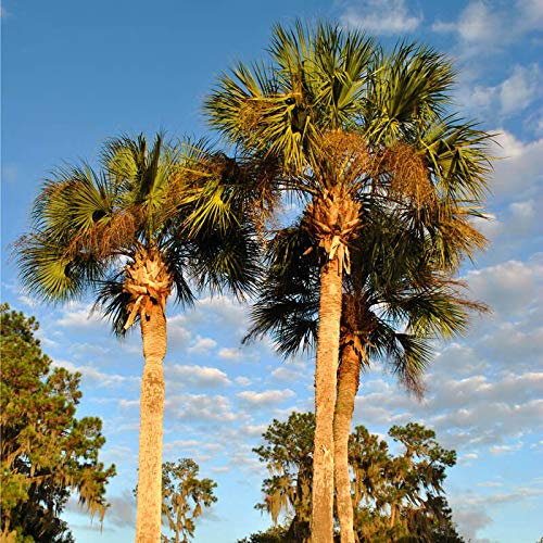 30 semi - WASHINGTONIA ROBUSTA - Palma resistente - Palma del Messico - altezza 30 m - 204